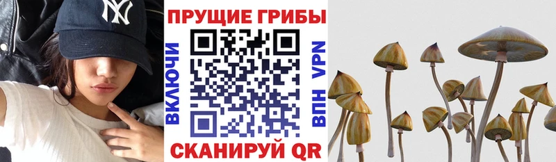 KRAKEN ссылки  Нововоронеж  Галлюциногенные грибы мицелий 